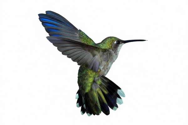 Fotografía de un colibrí en pleno vuelo con plumaje verde y gris.