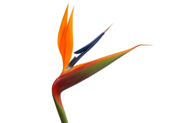 Fotografía de una flor Pájaro del Paraíso (Strelitzia reginae).
