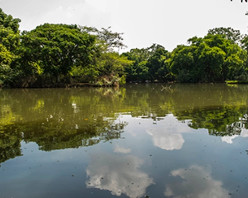Entorno natural del lago de la Universidad con fauna y flora diversa