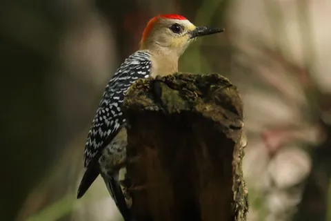 aves urbanas univalle