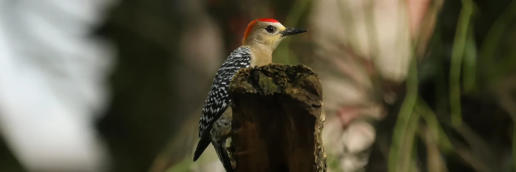 Pájaro carpintero posado en un tronco de árbol en entorno natural
